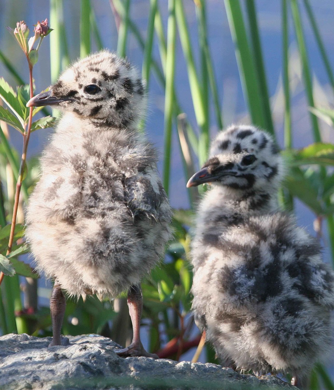 Canus, Larus, Viščiukai, Kepuraitė, Mew, Paukštis, Kajakas, Paukščiai, Gyvūnai, Fauna