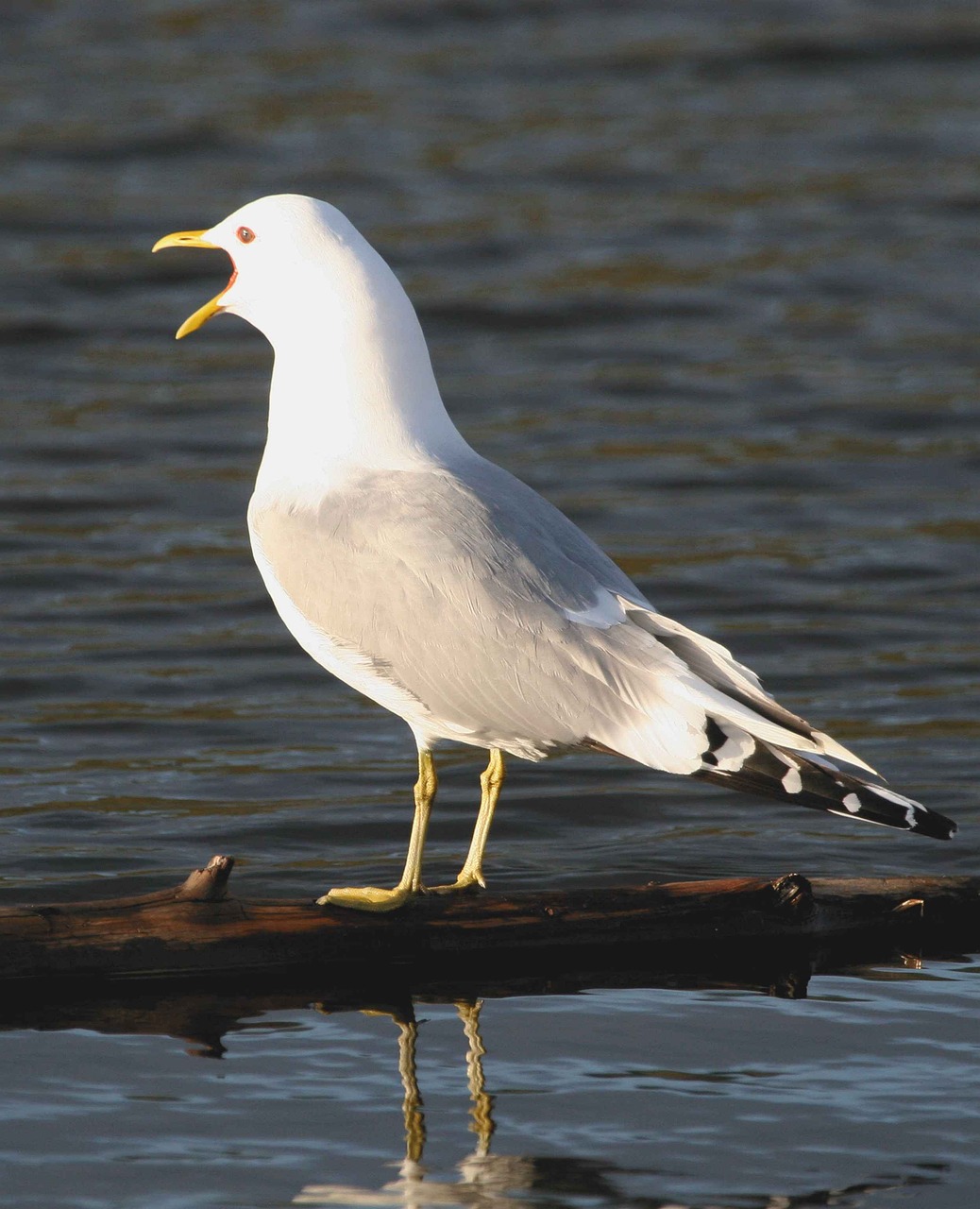 Canus, Larus, Skambinti, Kepuraitė, Mew, Paukštis, Kajakas, Paukščiai, Gyvūnai, Fauna