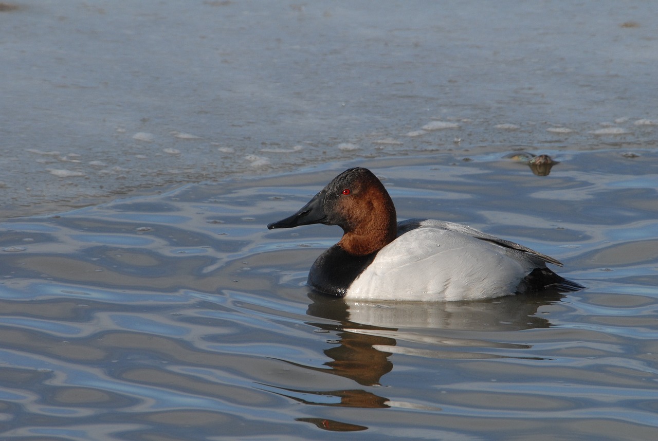 Canvasback, Antis, Drake, Maudytis, Vanduo, Portretas, Laukinė Gamta, Gamta, Patinas, Laukiniai