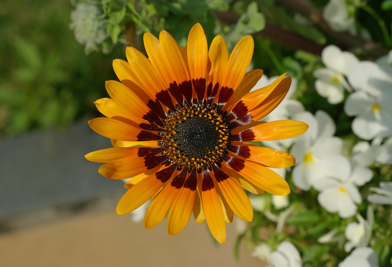 Kalnų Daisy, Venidium Fastuosum, Gėlė, Augalas, Gamta, Lauke, Vasara, Pavasaris, Makro, Iš Arti