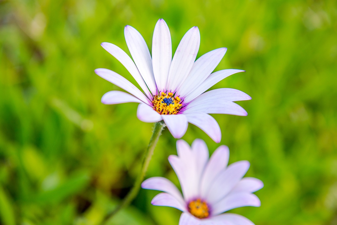 Pelės Gėlių Gėlės, Daisy, Grožis, Gėlė, Žiedas, Žydėti, Žiedlapis, Lapai, Žalias, Violetinė