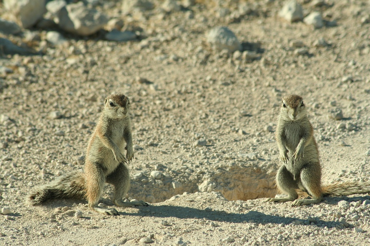 Viršūnių Voverė, Voverė, Namibija, Xerus Inauris, Nemokamos Nuotraukos,  Nemokama Licenzija