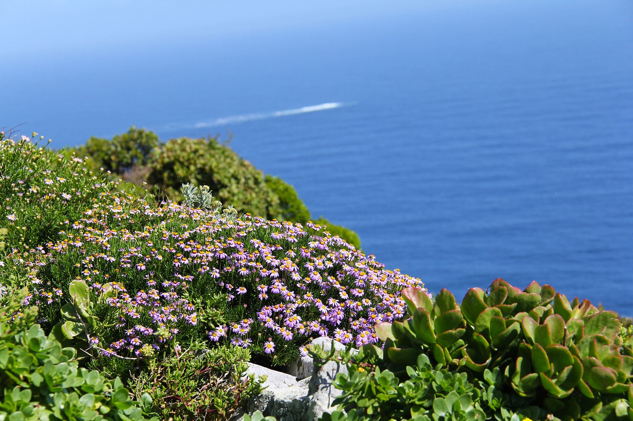 Geros Viltys, Kvapą Gniaužianti, Mėlynas, Žalias, Vandenynas, Įlanka, Gražus, Nuostabus, Fantastinis, Cape Town