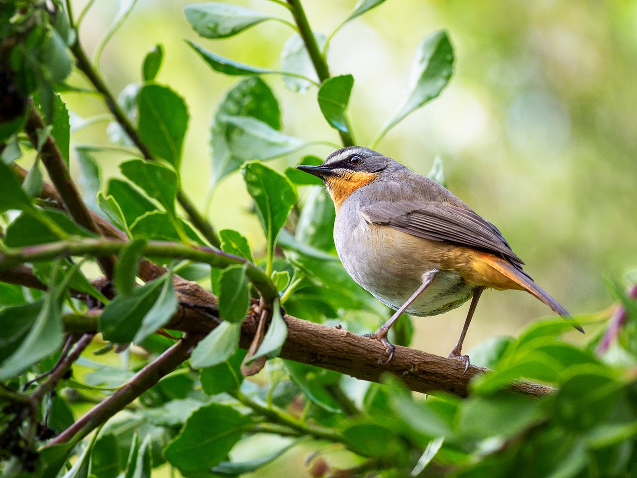 Cape Robin-Chat,  Paukštis,  Robin,  Pobūdį,  Gyvūnijos,  Gyvūnas,  Filialas,  Laukinių,  Snapas,  Medis