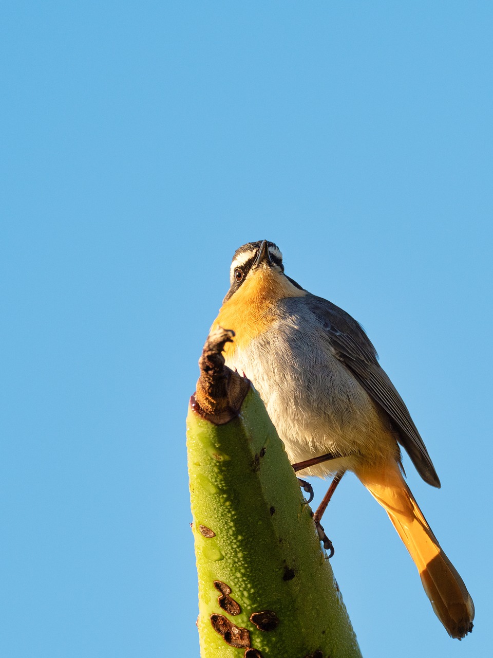 Cape Robin-Chat,  Paukštis,  Pobūdį,  Gyvūnijos,  Gyvūnas,  Laukinių,  Filialas,  Snapas,  Mėlyna,  Medis