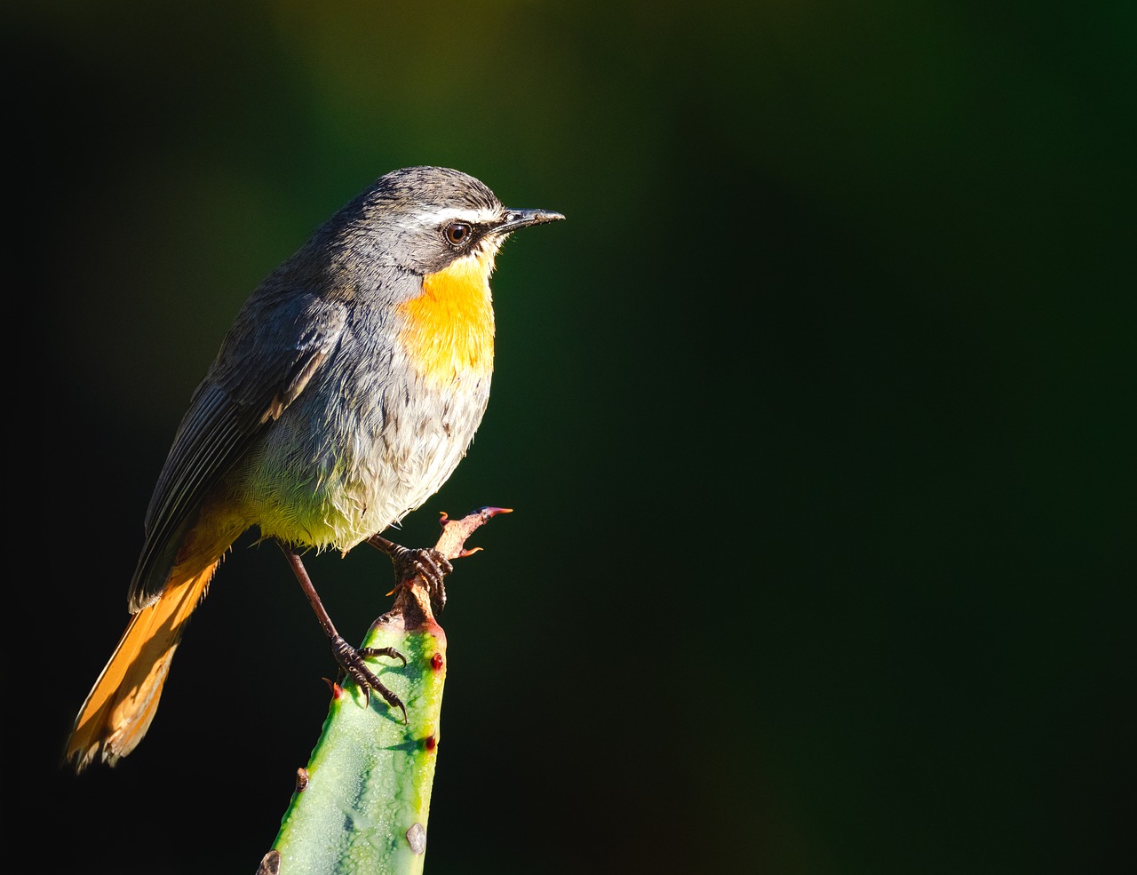 Cape Robin-Chat,  Paukštis,  Paukščių,  Pobūdį,  Gyvūnas,  Gyvūnijos,  Robin,  Laukinių,  Snapas,  Filialas