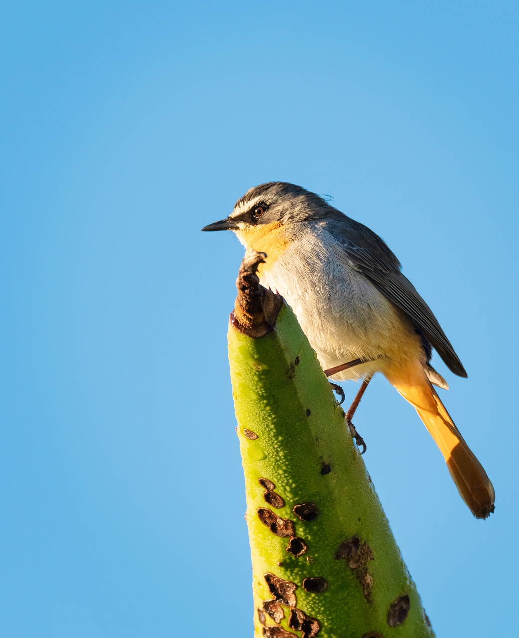 Cape Robin-Chat,  Paukštis,  Paukščių,  Pobūdį,  Gyvūnijos,  Gyvūnas,  Filialas,  Laukinių,  Mėlyna,  Geltona