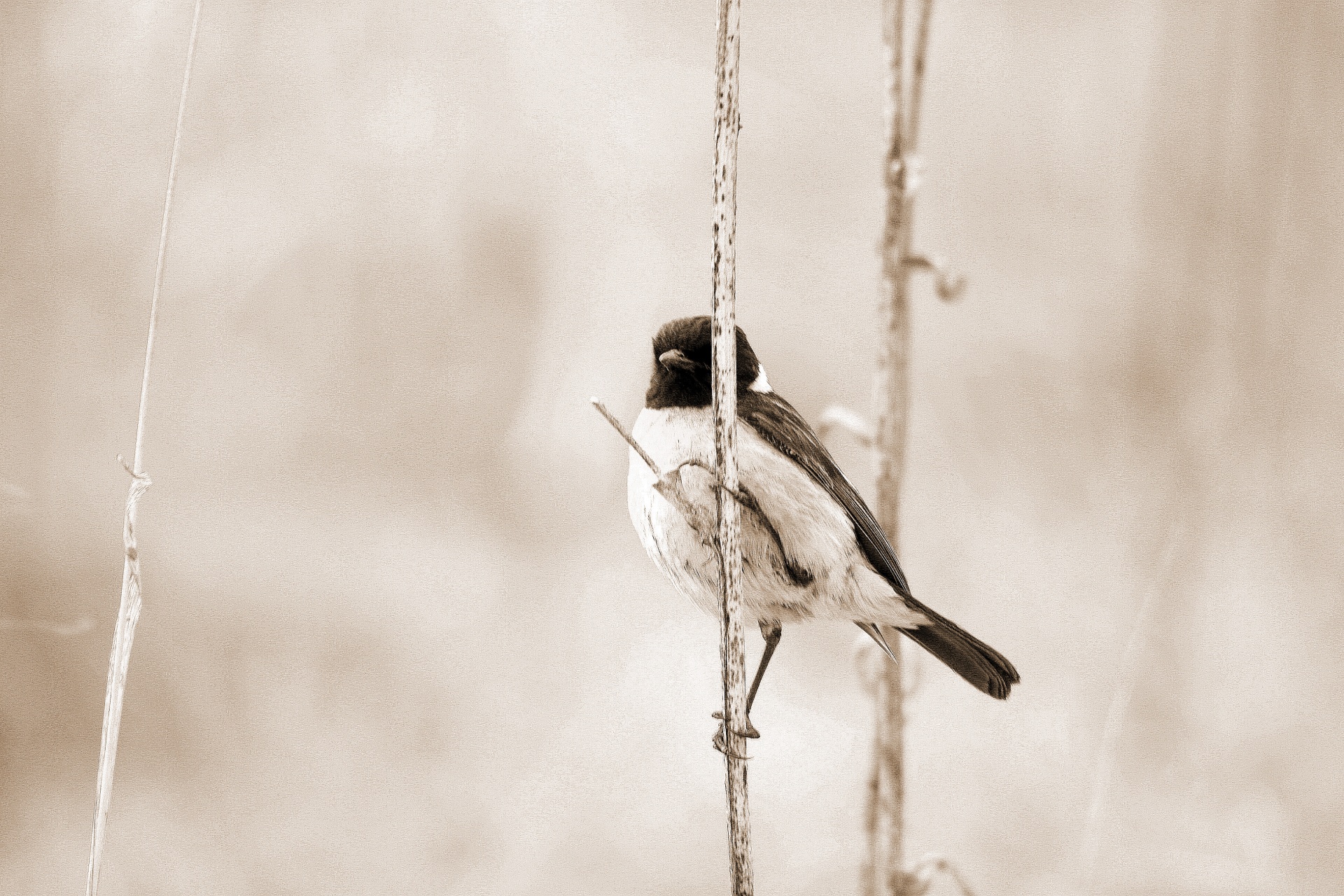 Paukštis,  Mažas,  Veld,  Žolė,  Šakelė,  Sustingęs,  Cape Robin Pokalbis Sepia, Nemokamos Nuotraukos,  Nemokama Licenzija