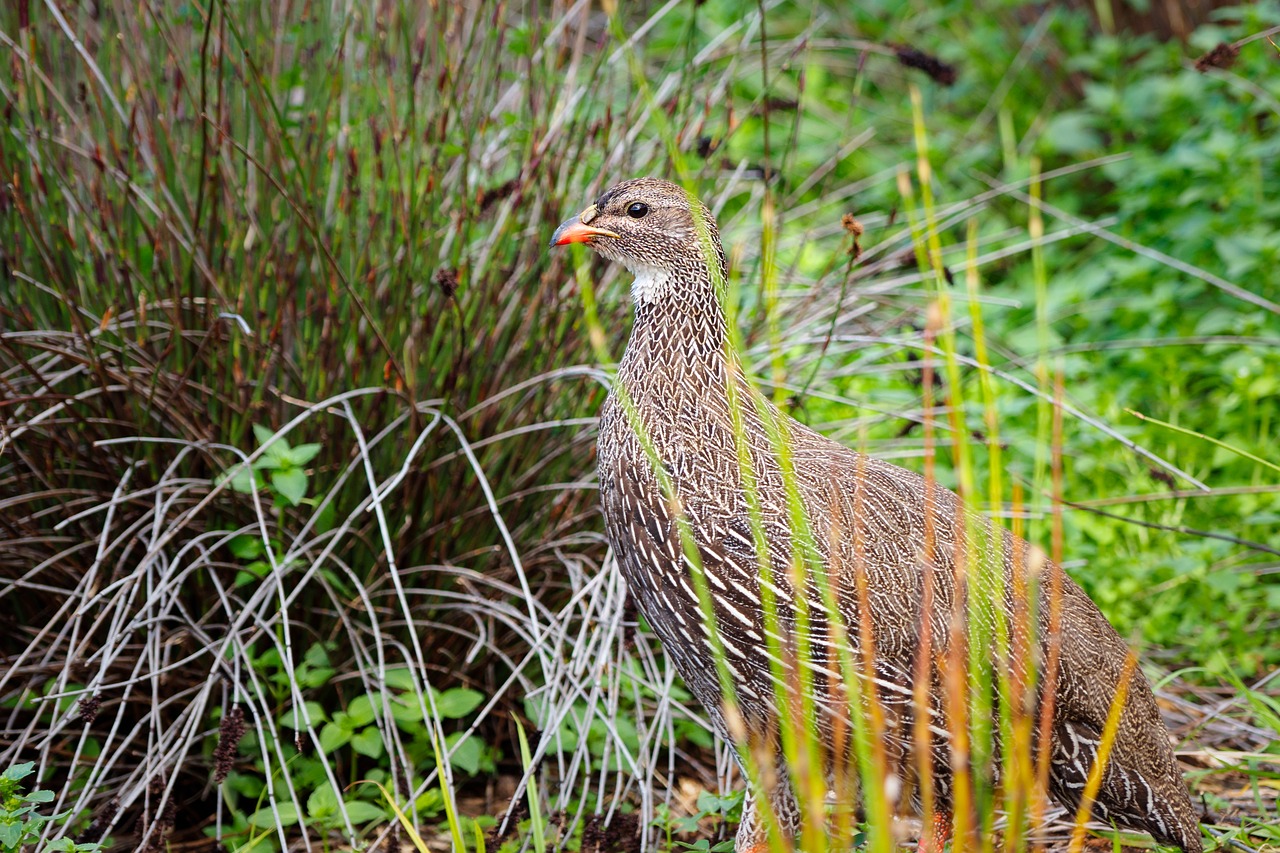 Cape Spurfowl,  Francolin,  Paukštis,  Pobūdį,  Gyvūnas,  Gyvūnijos,  Laukinių,  Fazanas,  Žolė,  Snapas