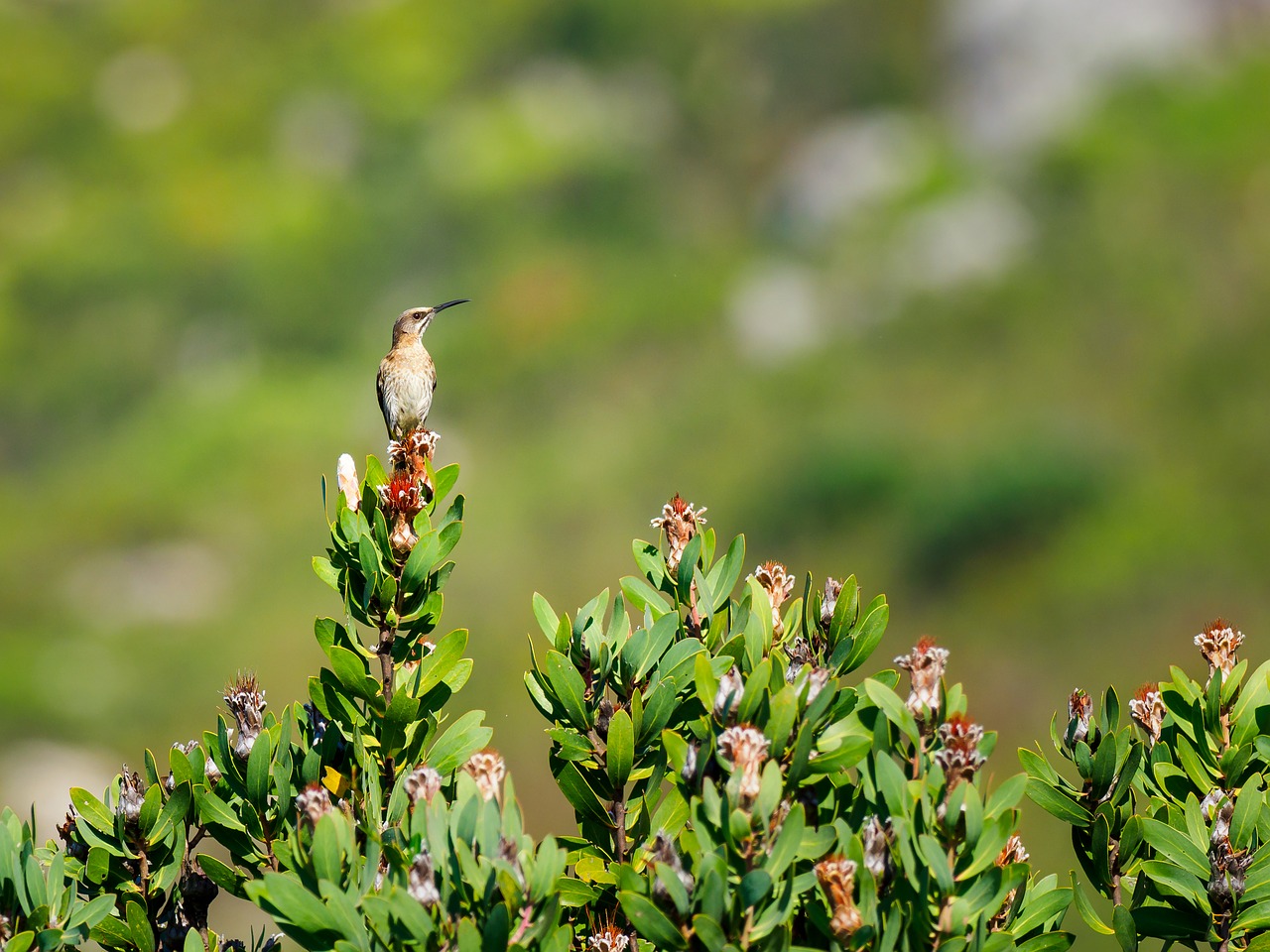 Cape Sugarbird,  Paukštis,  Pobūdį,  Cukraus Paukštis,  Gyvūnijos,  Gyvūnas,  Snapas,  Laukinių,  Žalias,  Gėlės