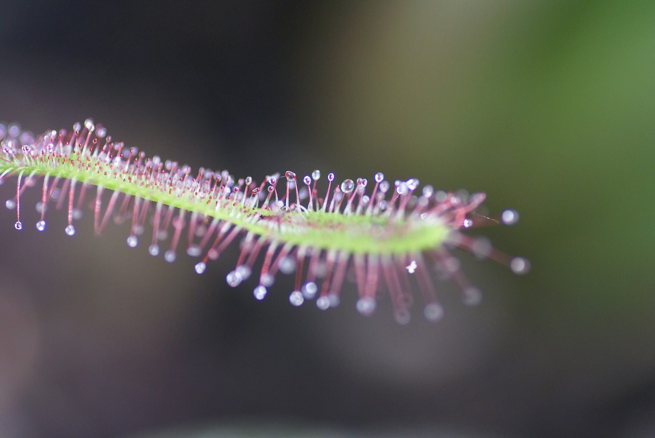 Kalnas Sundew, Sundew, Drosera Capensis, Sundew Augti, Droseraceae, Gamta, Augalas, Uždaryti, Makro, Violetinė