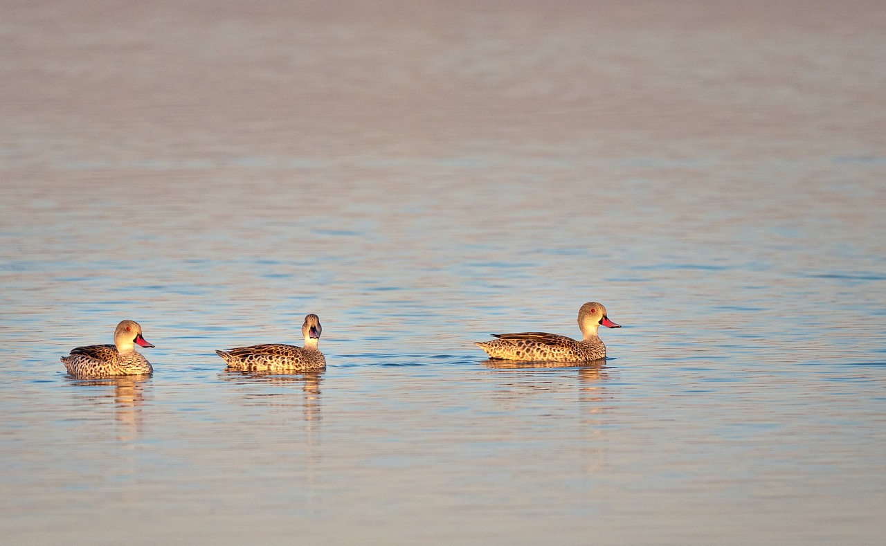 Cape Teal Antys,  Antys,  Paukščiai,  Vandens,  Pobūdį,  Gyvūnas,  Ežeras,  Antis,  Gyvūnijos,  Vežėjas