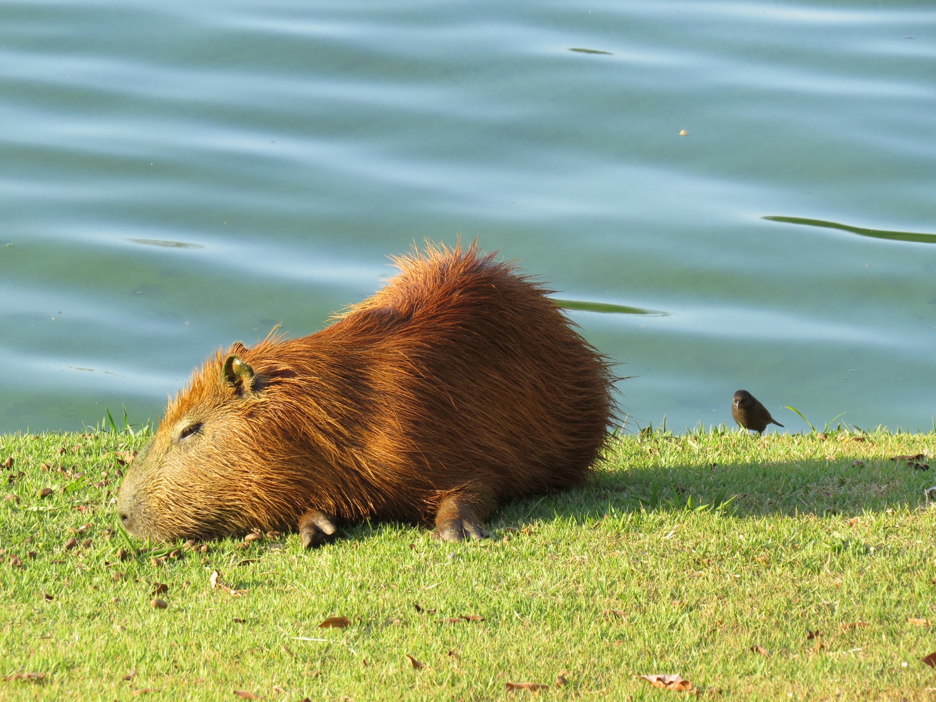 Capybara,  Gyvūnas,  Ežeras,  Vanduo,  Capybara, Nemokamos Nuotraukos,  Nemokama Licenzija