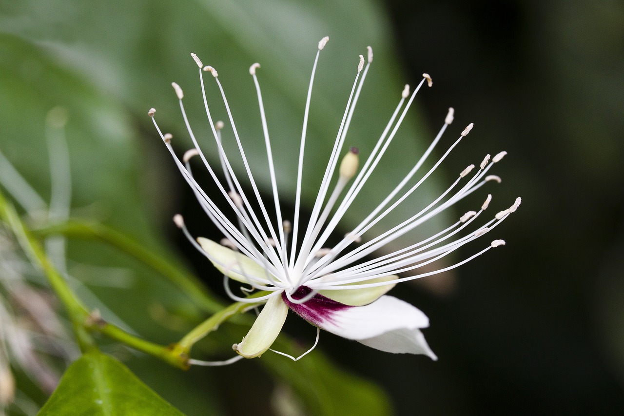 Capparis Micracantha, Žiedas, Žydėti, Antspaudas, Tuti, Gėlė, Augalas, Uždaryti, Makro, Žydėti