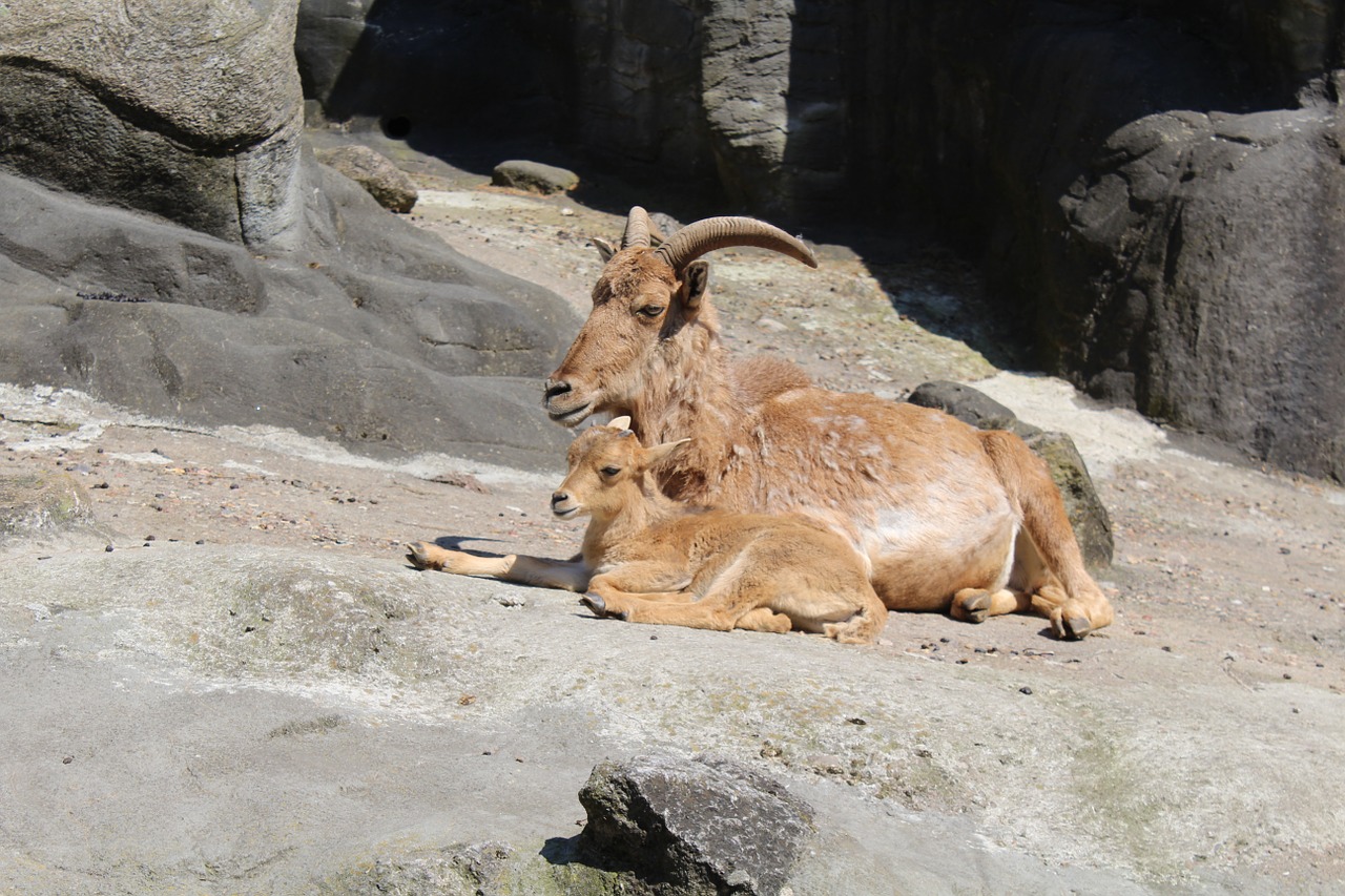 Kazkas, Zoologijos Sodas, Gaubtas, Saulė, Augalas, Parkas, Antler, Gamta, Gyvūnų Pasaulis, Nemokamos Nuotraukos