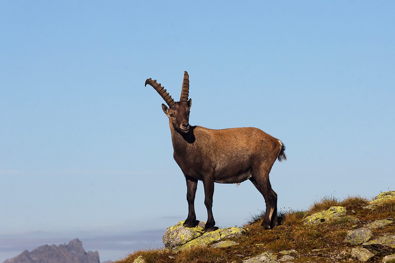 Kazkas, Gyvūnas, Kalnai, Laukiniai, Laukinės Gamtos Fotografija, Sesvenna, South Tyrol, Italy, Nemokamos Nuotraukos,  Nemokama Licenzija