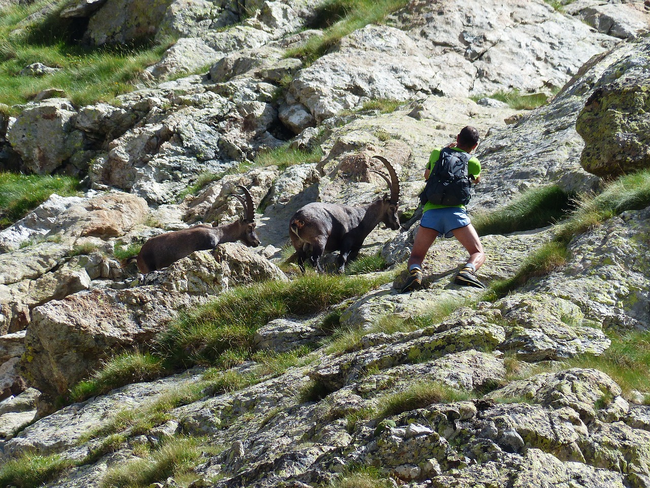 Kazkas, Alpine Ibex, Capra Ibex, Nelaimingas Koziris, Akmens Ožka, Gyvūnas, Alpių, Alpinizmas, Rokas, Bege