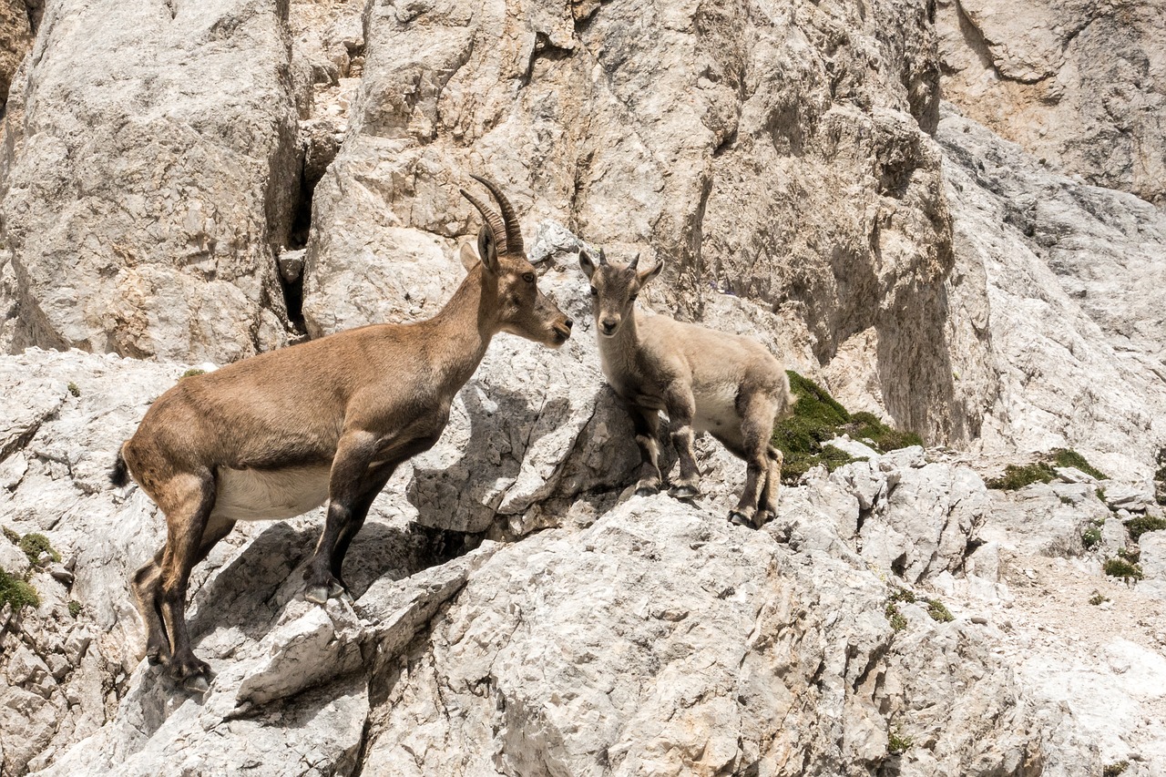 Kazkas, Kitz, Jumbo, Kalnas, Alpinizmas, Gyvūnai, Jaunas, Suaugusieji, Nemokamos Nuotraukos,  Nemokama Licenzija