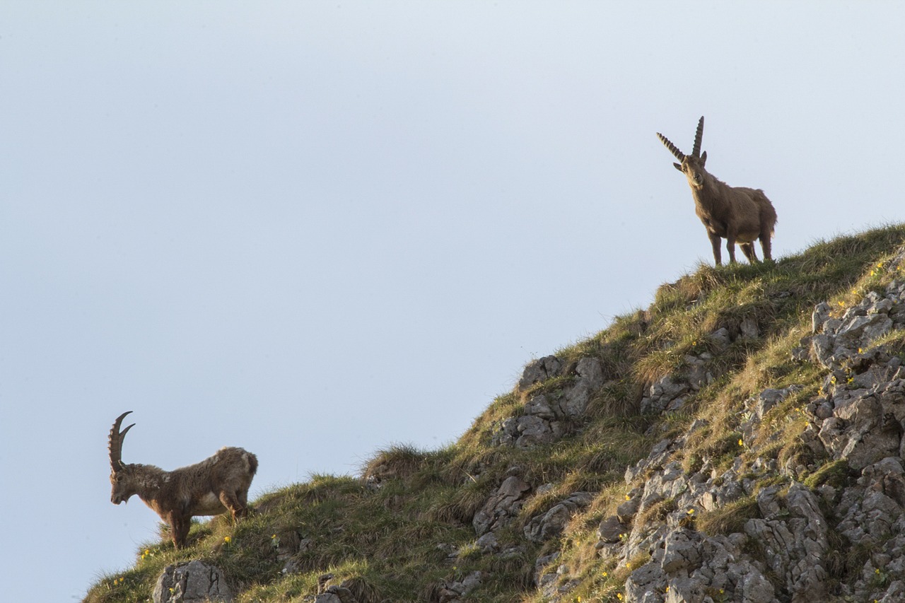 Kazkas, Alpine Ibex, Gyvūnas, Alpių, Kalnai, Rokas, Lipti, Ibex, Žinduolis, Nelaimingas Koziris