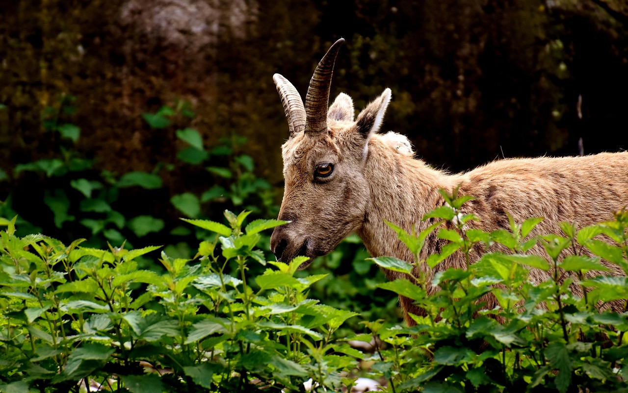 Kazkas, Ragai, Gyvūnas, Gyvūnų Pasaulis, Laukinės Gamtos Fotografija, Zoologijos Sodas, Hellabrunn, Munich, Nemokamos Nuotraukos,  Nemokama Licenzija