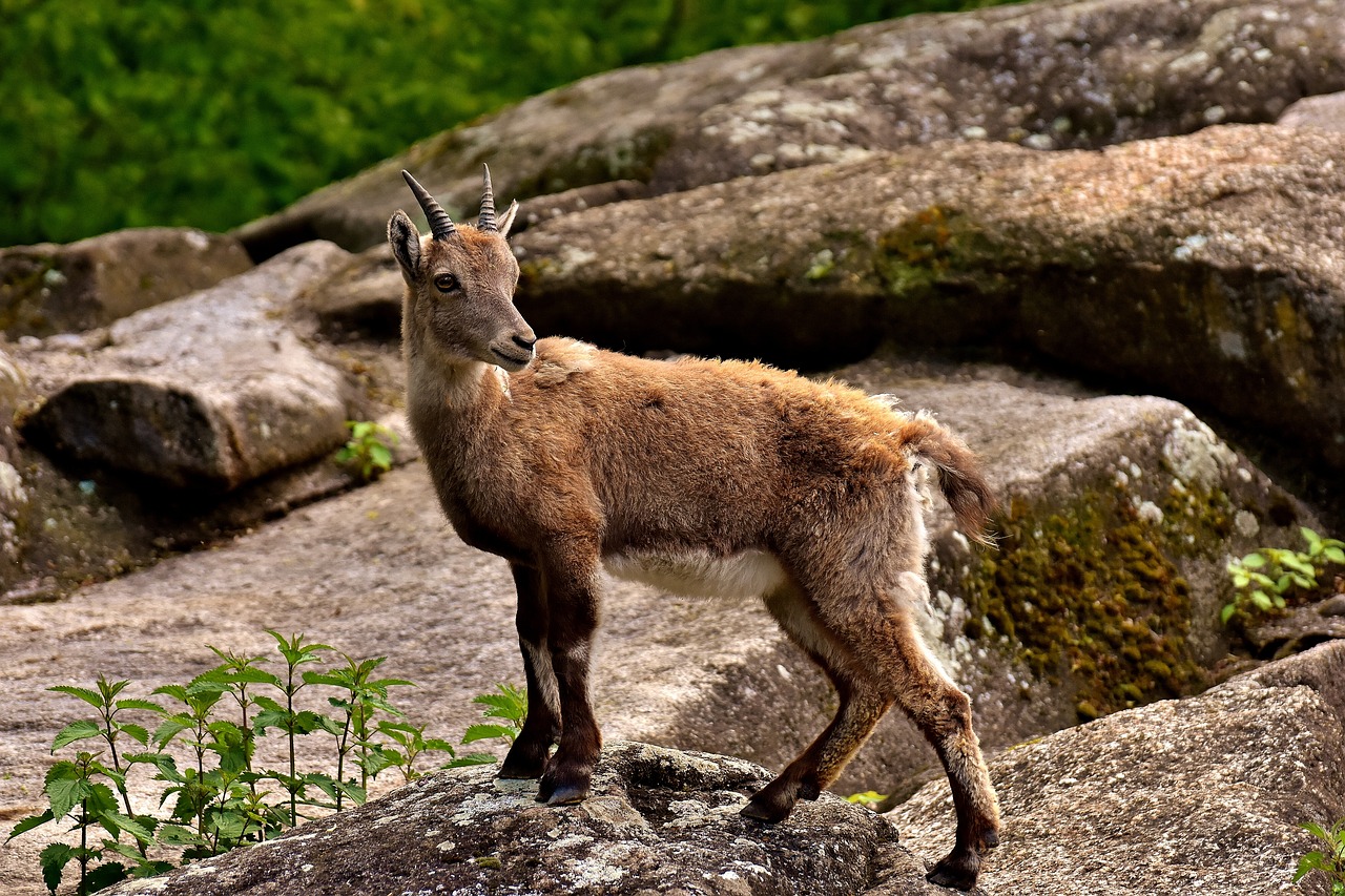 Kazkas, Ragai, Gyvūnas, Gyvūnų Pasaulis, Laukinės Gamtos Fotografija, Zoologijos Sodas, Hellabrunn, Munich, Nemokamos Nuotraukos,  Nemokama Licenzija