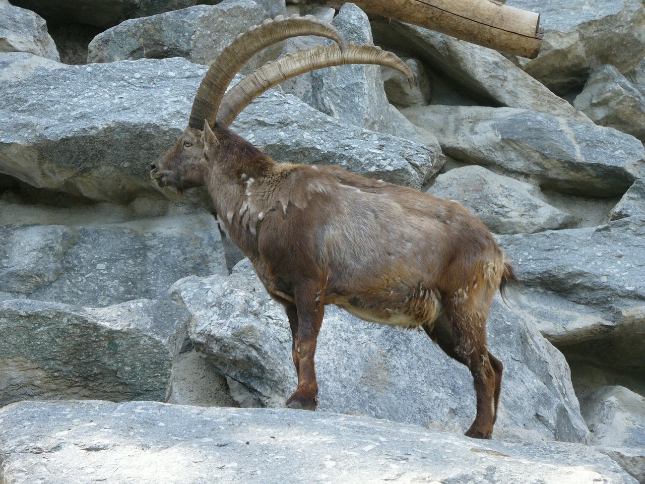 Kazkas, Alpių Zoologijos Sodas, Innsbruck, Nemokamos Nuotraukos,  Nemokama Licenzija