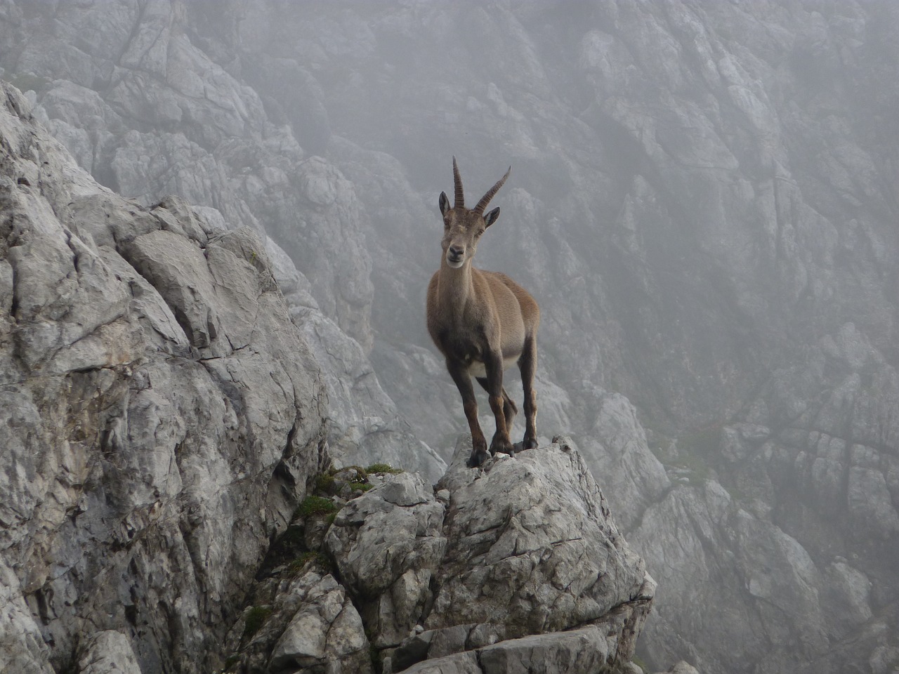 Kazkas, Gyvūnas, Gamta, Nemokamos Nuotraukos,  Nemokama Licenzija