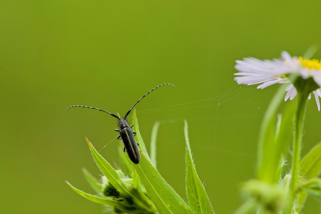 Ožiaragis,  Užsikabinęs,  Žolė,  Mikrovisata,  Vabzdys, Nemokamos Nuotraukos,  Nemokama Licenzija