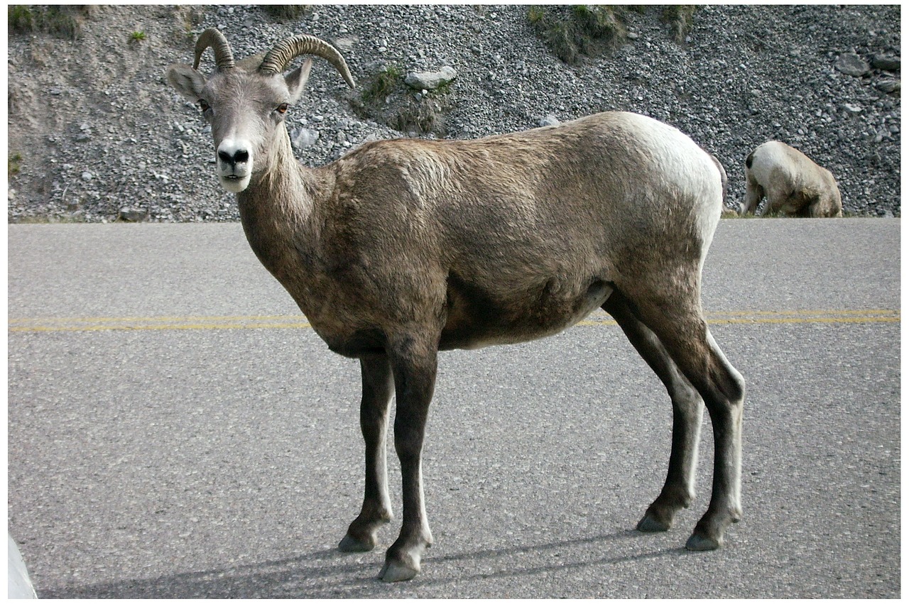 Kazkas, Jašio Nacionalinis Parkas, Vakarų Kanadoje, Kanada, Gamta, Nemokamos Nuotraukos,  Nemokama Licenzija