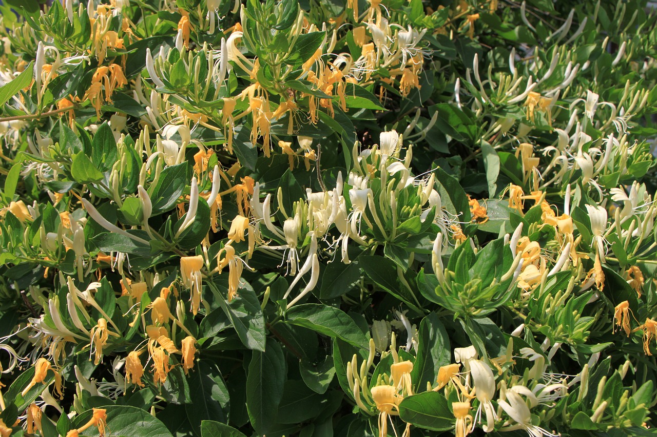 Caprifolium, Gėlės, Sausmedis, Lonicera, Woodbine, Augalai, Nemokamos Nuotraukos,  Nemokama Licenzija