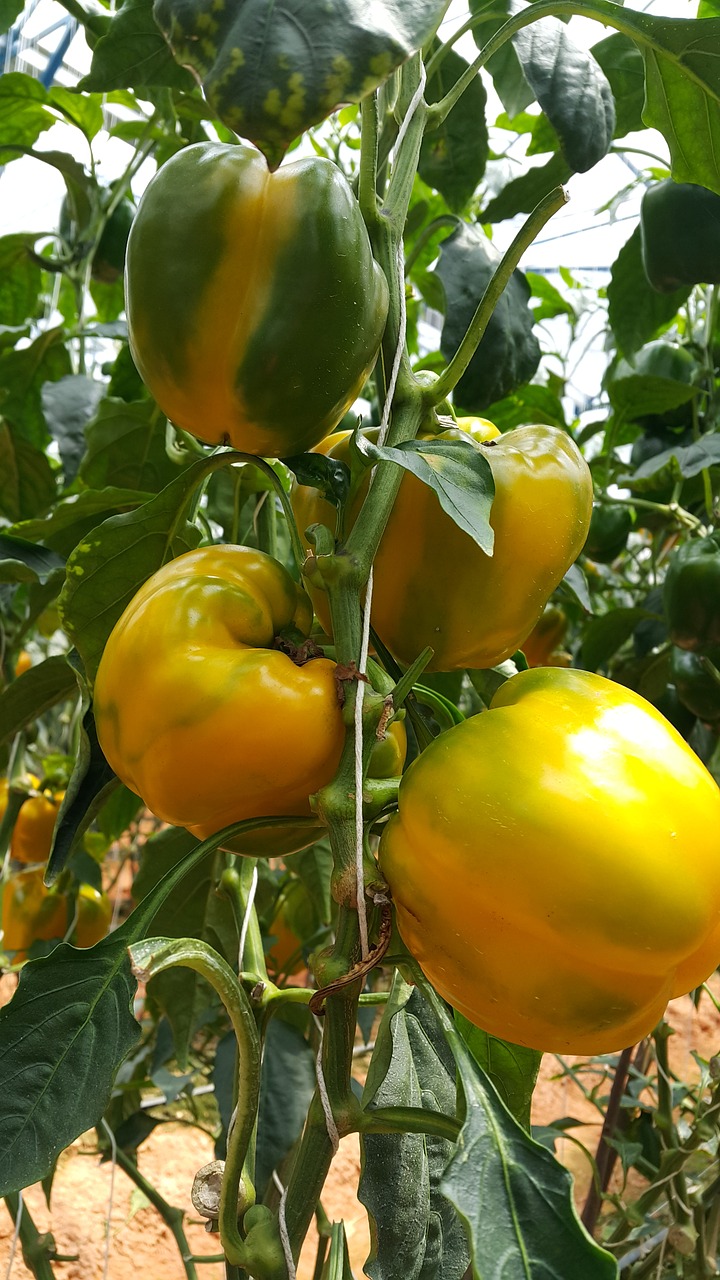 Pipirai, Capsicum, Daržovių, Nemokamos Nuotraukos,  Nemokama Licenzija