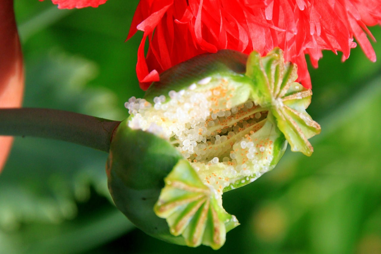 Kapsulės, Sodas, Opiumas, Papaver, Aguona, Ankštiniai, Žaliavinis, Sėkla, Somniferum, Sveikata