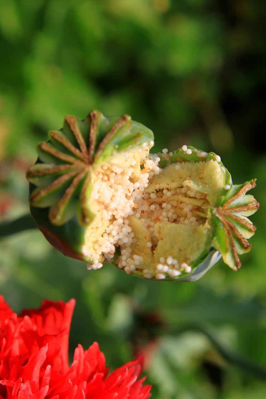 Kapsulės, Sodas, Opiumas, Papaver, Aguona, Ankštiniai, Žaliavinis, Sėkla, Somniferum, Sveikata