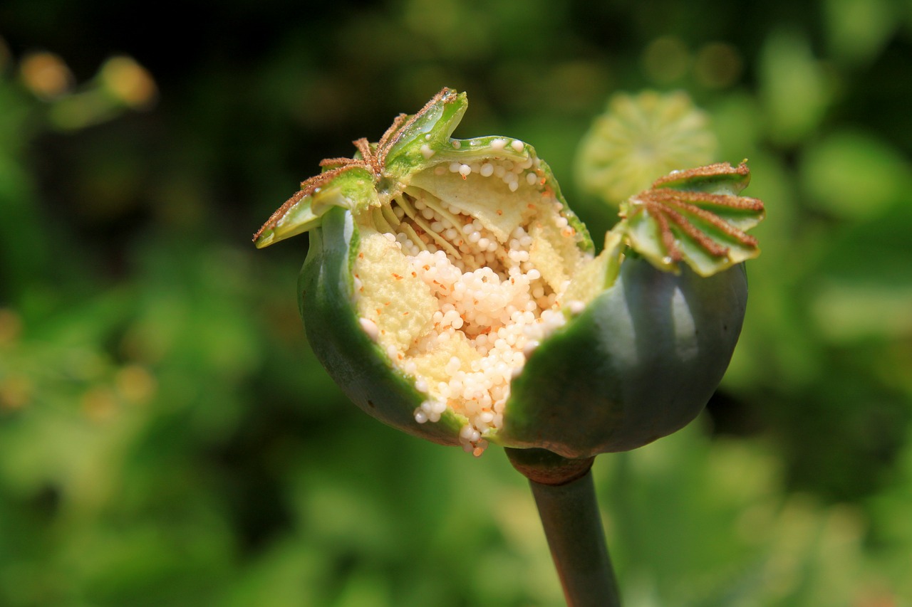 Kapsulės, Sodas, Opiumas, Papaver, Aguona, Ankštiniai, Žaliavinis, Sėkla, Somniferum, Sveikata