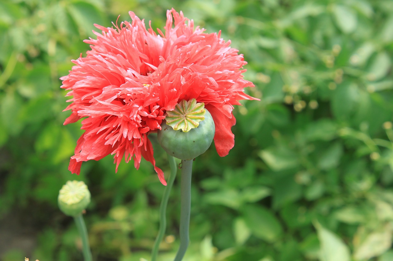 Kapsulės, Gėlės, Žolelės, Opiumas, Papaver, Aguona, Rožinis, Raudona, Somniferum, Medicininis Aprūpinimas