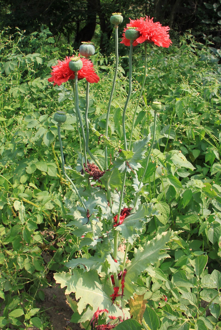 Kapsulės, Gėlės, Žolelės, Opiumas, Papaver, Aguona, Rožinis, Raudona, Somniferum, Medicininis Aprūpinimas