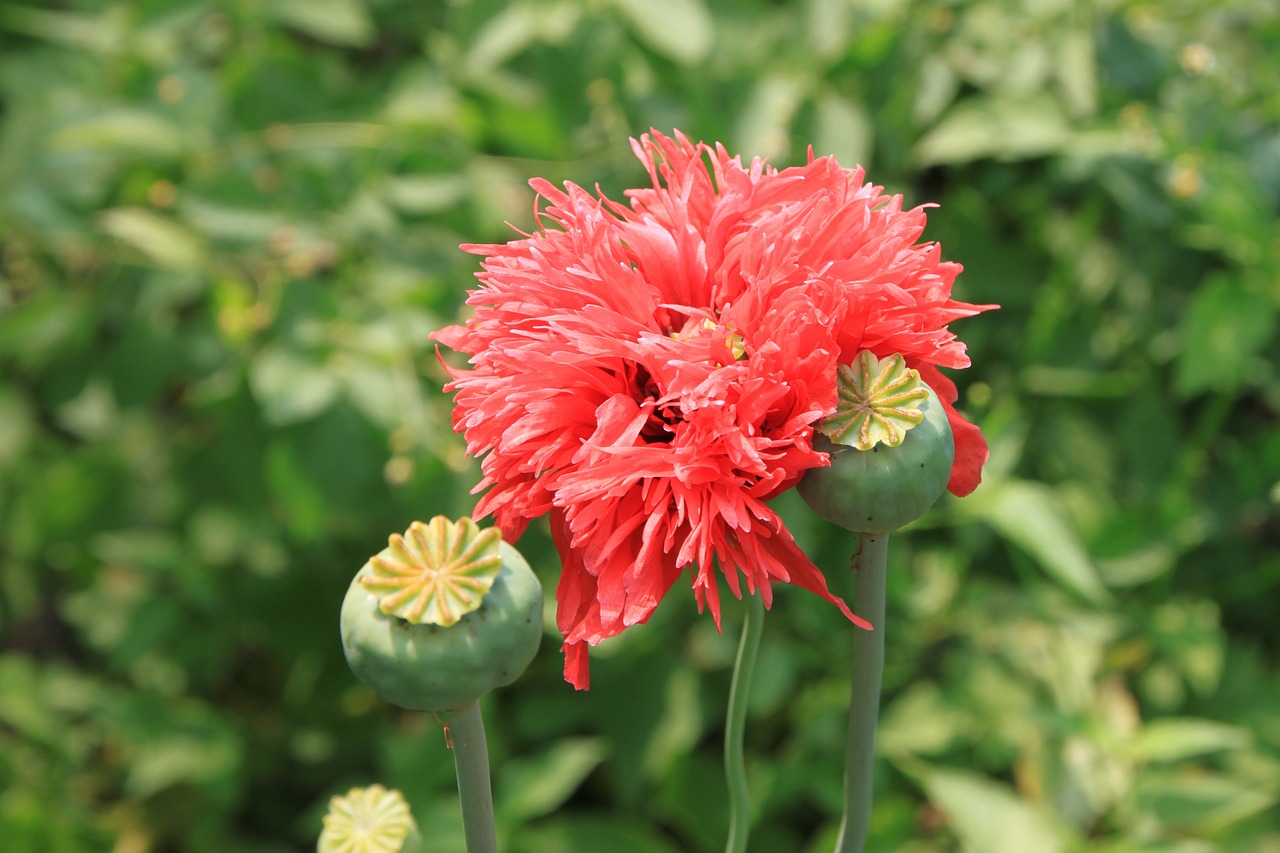 Kapsulės, Gėlės, Žolelės, Opiumas, Papaver, Aguona, Rožinis, Raudona, Somniferum, Medicininis Aprūpinimas