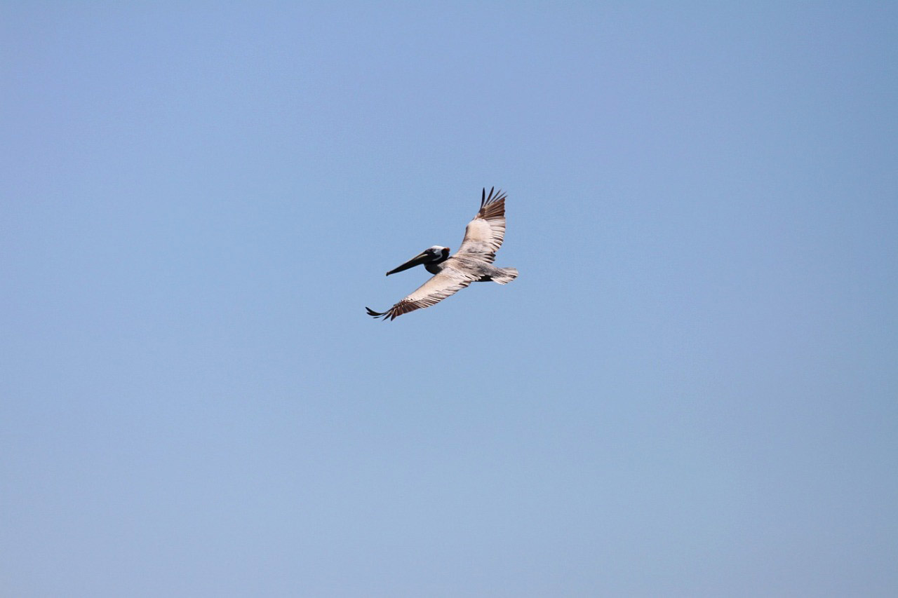 Paukštis,  Gyvūnas,  Pelican,  Captiva,  Sala,  Florida,  Captiva Pelican, Nemokamos Nuotraukos,  Nemokama Licenzija