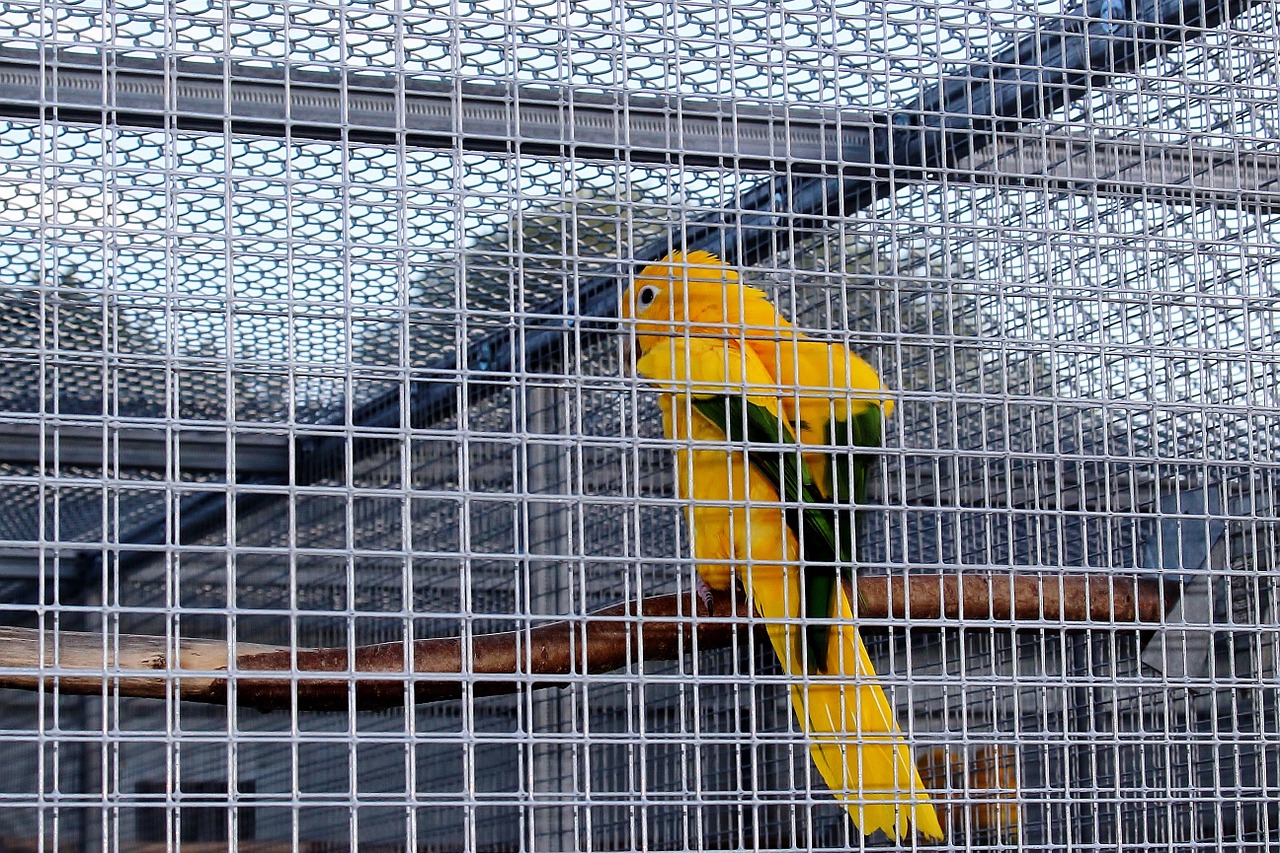 Nelaisvė, Narve, Paukščio Narvas, Paukštis, Parakeet, Aukso Paragauti, Plumėjimas, Akis, Zoologijos Sodas, Aviary