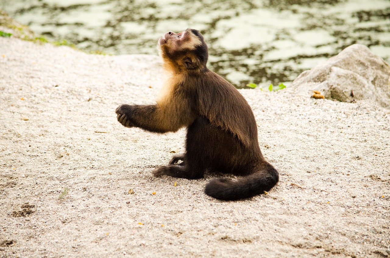 Kapucinas, Beždžionė, Zoologijos Sodas, Tiergarten, Kapucinai, Melstis, Meldžiasi Beždžionė, Juokinga, Nemokamos Nuotraukos,  Nemokama Licenzija