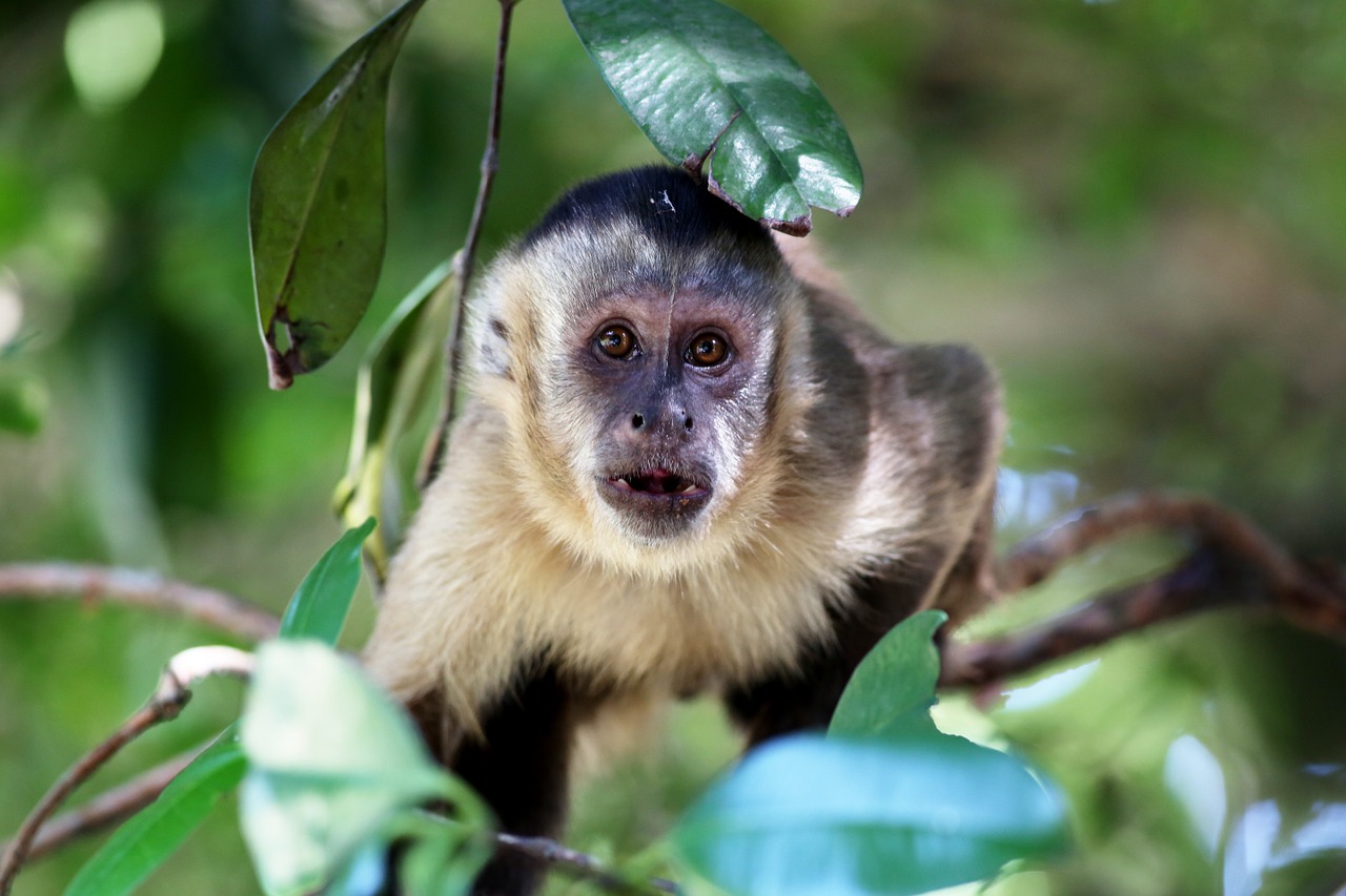 Capuchin Beždžionė, Žiūri, Buveinė, Natūralus, Primatas, Nemokamos Nuotraukos,  Nemokama Licenzija