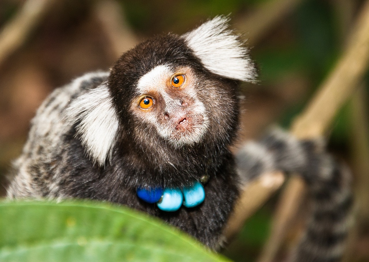 Capuchin Beždžionė, Beždžionė, Mico, Gamta, Rio De Žaneiras, Nemokamos Nuotraukos,  Nemokama Licenzija