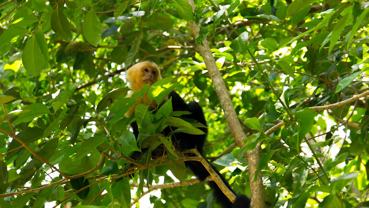 Capuchin Beždžionė, Kosta Rika, Manuel Antonio, Nacionalinis Parkas, Nemokamos Nuotraukos,  Nemokama Licenzija