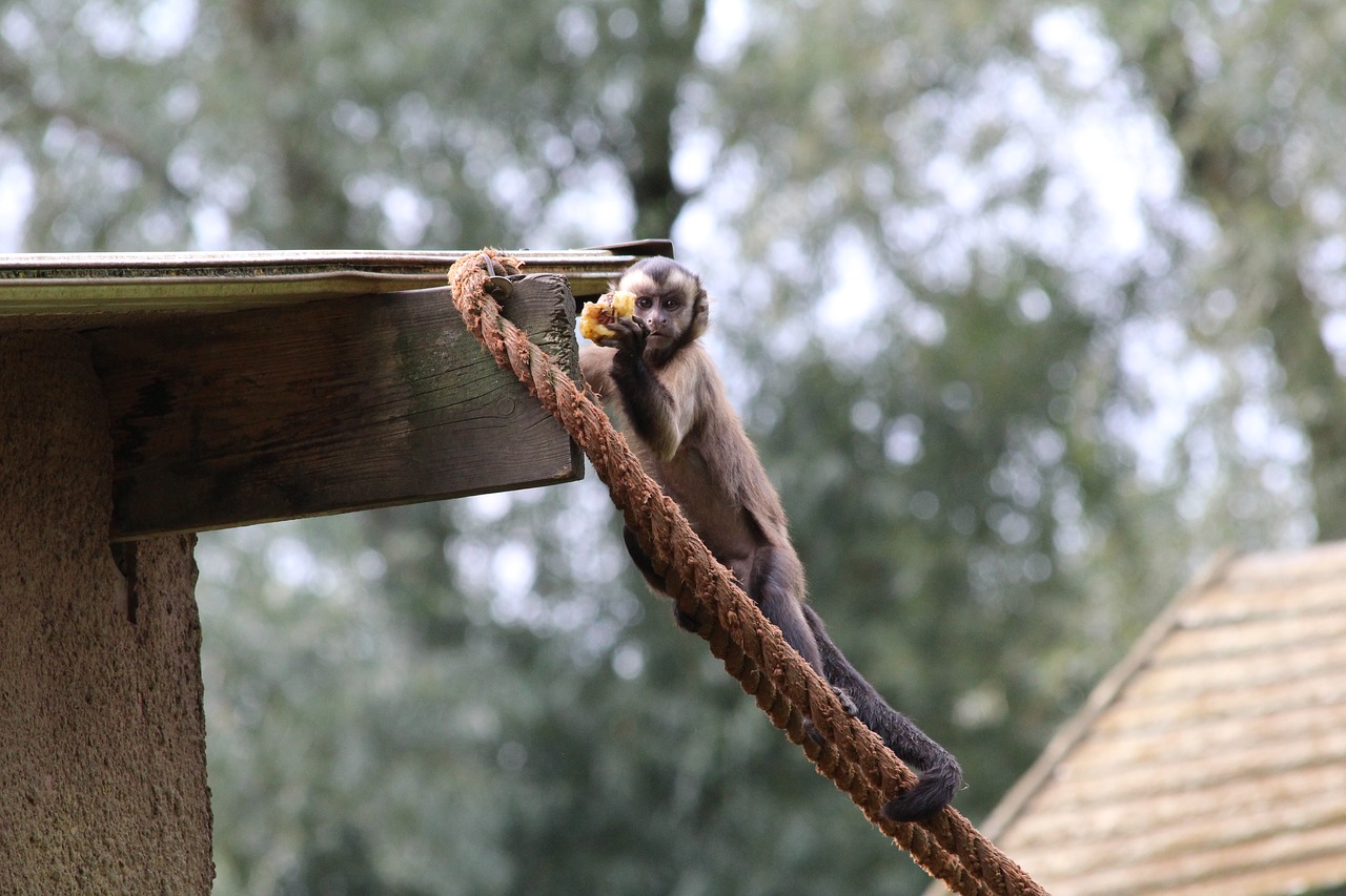 Capuchin Beždžionė, Zoologijos Sodas, Žinduolis, Maistas, Nemokamos Nuotraukos,  Nemokama Licenzija