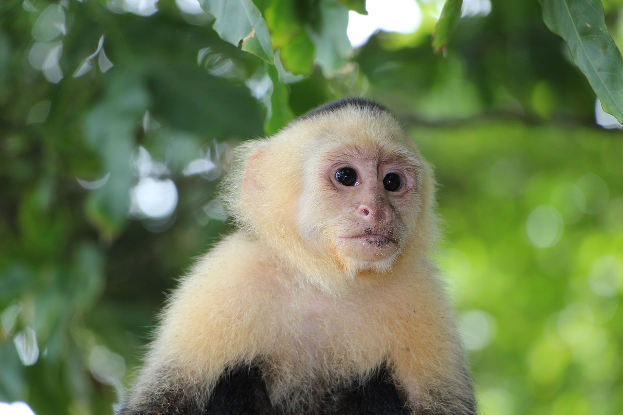 Capuchin Beždžionė, Affchen, Beždžionė, Kapucinai, Kosta Rika, Antonio Manuelis, Nacionalinis Parkas, Ponas Nilsson, Nemokamos Nuotraukos,  Nemokama Licenzija