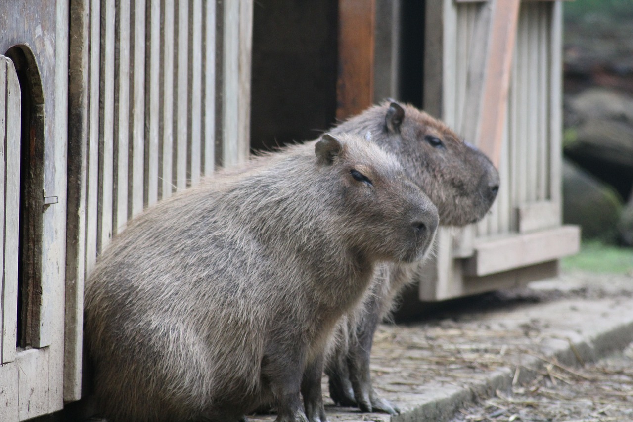 Capybara, Pietų Amerika, Zoologijos Sodas, Gyvūnai, Nemokamos Nuotraukos,  Nemokama Licenzija