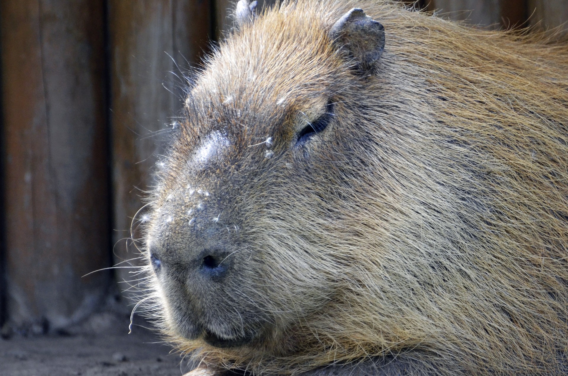 Capybara,  Venezuela,  Vandens,  Pieva,  Amerikietis,  Lotynų,  Atogrąžų,  Žinduolis,  Nelaisvėje,  Hydrochoerus & Nbsp