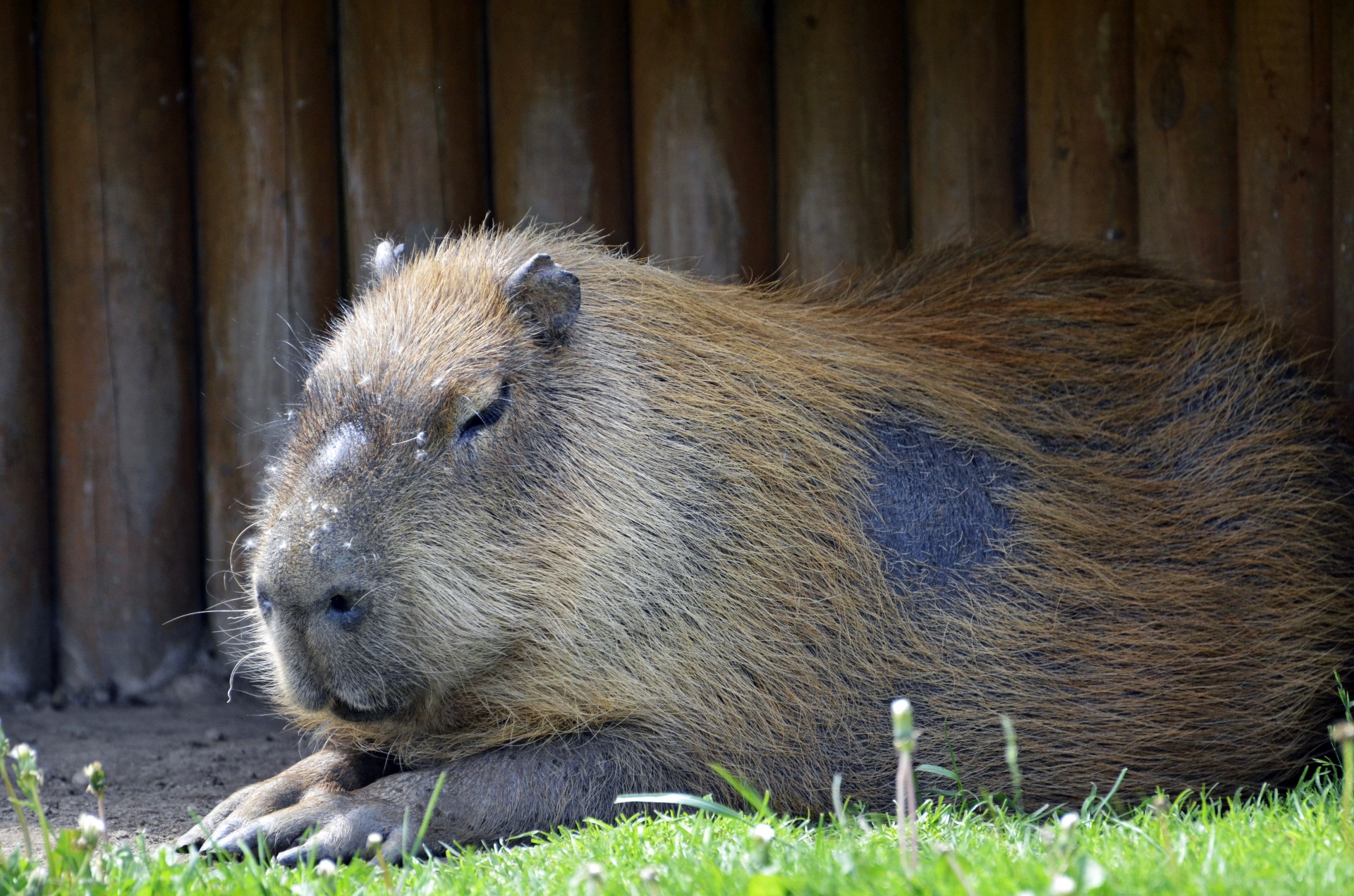 Capybara,  Venezuela,  Vandens,  Pieva,  Amerikietis,  Lotynų,  Atogrąžų,  Žinduolis,  Nelaisvėje,  Hydrochoerus & Nbsp