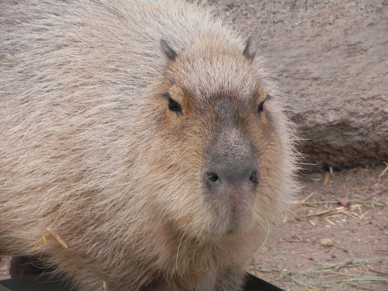 Capybara, Graužikas, Albuquerque Zoologijos Sodas, Nemokamos Nuotraukos,  Nemokama Licenzija