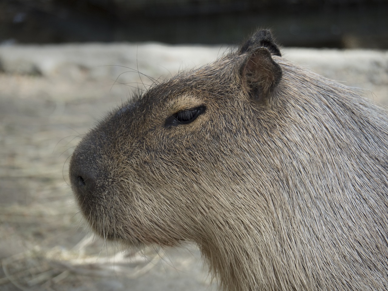 Capybara, Graužikų Gigantas, Graužikas, Milžinas, Lengviau, Įsibrovėlis, Gyvūnas, Laukiniai, Fauna, Plaukuotas